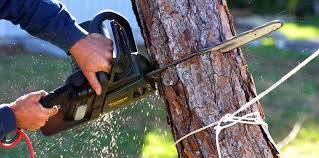 Best Tree Removal  in Lonville, GA