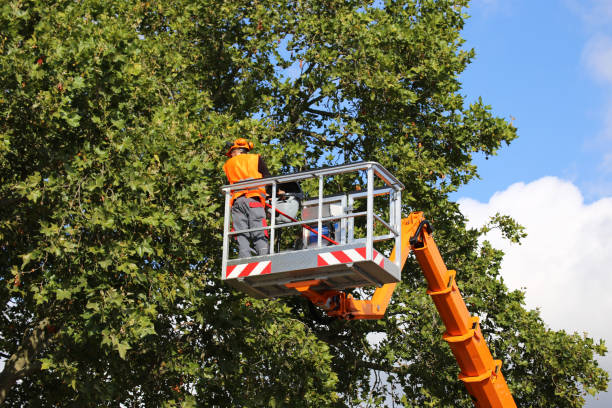 Why Choose Our Tree Removal Services in Loganville, GA?