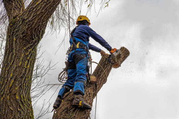 Loganville, GA  Tree Services Company