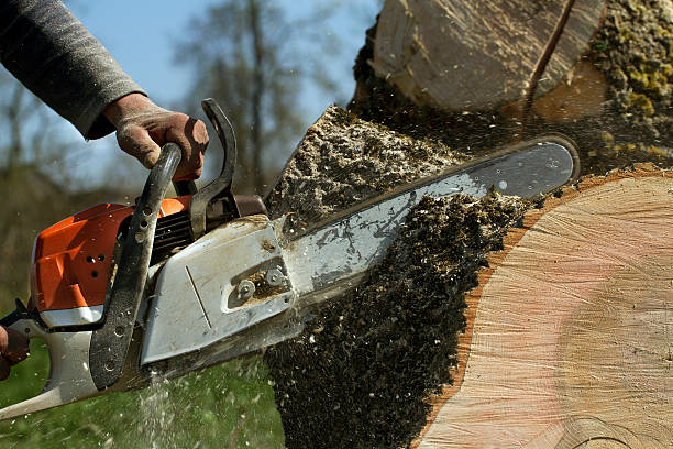 Best Fruit Tree Pruning  in Lonville, GA